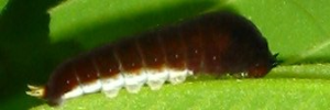 Larvae
